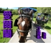 愛爾蘭