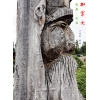 加拿大