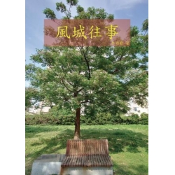 風城往事