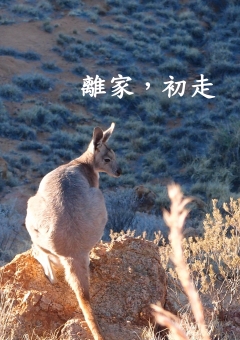 離家，初走