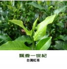 飄香一世紀．台灣紅茶