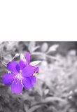 a4_h-0039